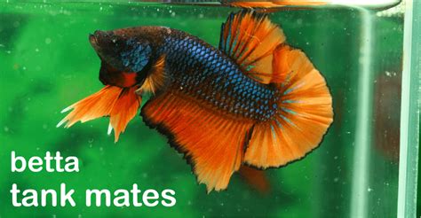 What Fish Can Live With Siamese Fighting Fish: Betta Tank Mates.